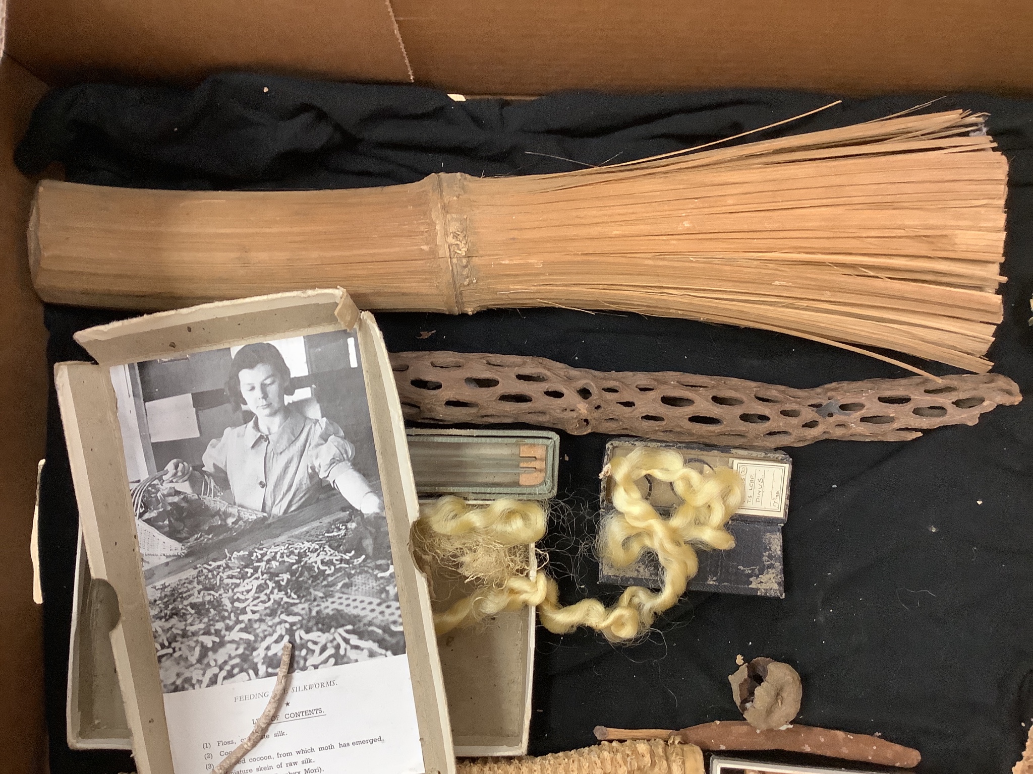 A collection of Edward Gerrard & Sons Taxidermists flora and fauna specimens, in four boxes